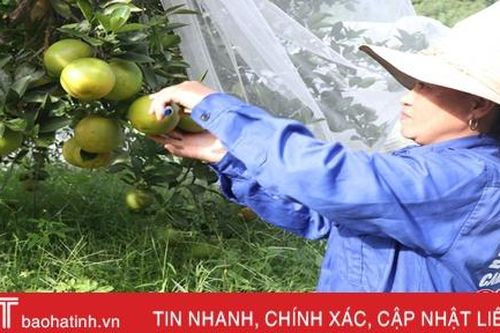Giá cam tăng, người dân Thượng Lộc đầu tư vốn 'mắc màn' cho cây đặc sản
