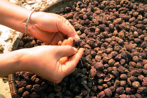 Tìm động lực phát triển cho cực tây Tổ quốc: Ước mơ kinh tế rừng
