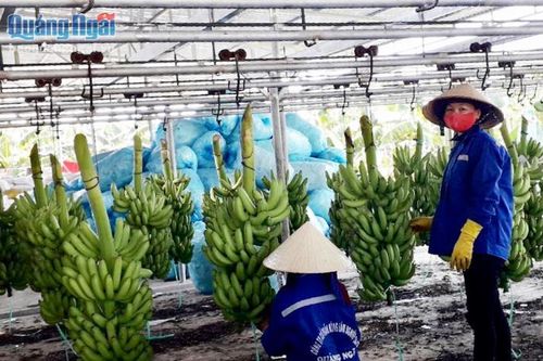 Quảng Ngãi thành công với mô hình xuất khẩu chuối Nam Mỹ