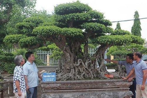 Siêu cây 'Thành đồng Tổ quốc' có giá triệu USD, báu vật để đời hay đại gia 'thổi' giá?