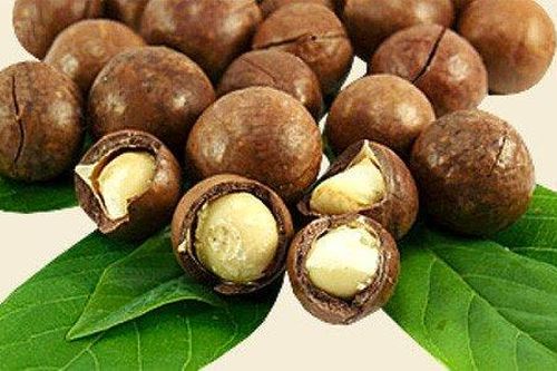 Bí mật loài cây tỷ đô có thể chữa bách bệnh