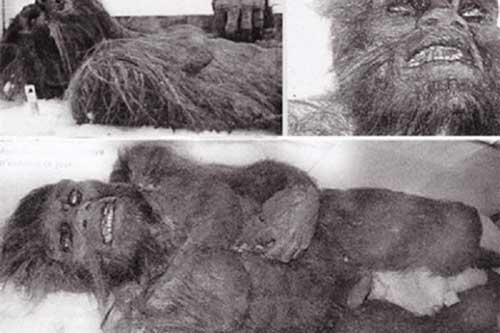 Bí ẩn Người Tuyết Yeti đã được khoa học giải mã