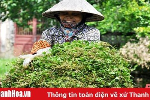 'Làng rau má' ở xứ Thanh