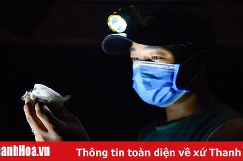 8X 'xây nhà' cho chim yến ở Xứ Thanh
