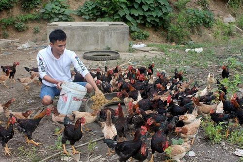 Hiệu quả đào tạo nghề nông nghiệp cho lao động nông thôn ở Mường Lay