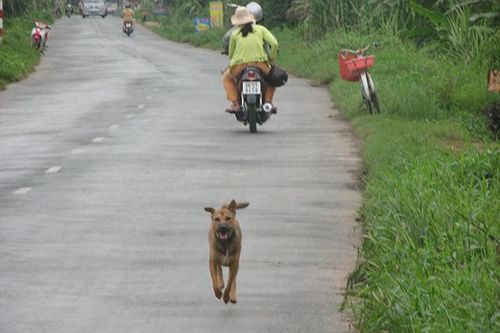 Chó thả rông - Hiểm họa khôn lường trên các tuyến đường nông thôn