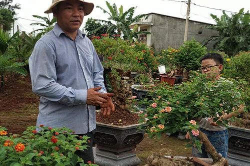 Lan tỏa trào lưu chơi bonsai hoa ngũ sắc ở Gia Lai