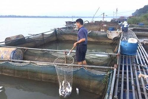 Trên 20 tấn cá lồng các loại đã bị chết