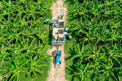 Cánh đồng chuối Nam Mỹ trên vùng đất cát ở Quảng Ngãi