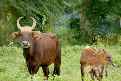 Đơn vị nghiên cứu báo cáo gì về dự án 'hậu duệ' bò tót?