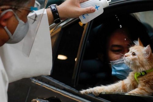 Lễ ban phước lành cho thú cưng ở Philippines