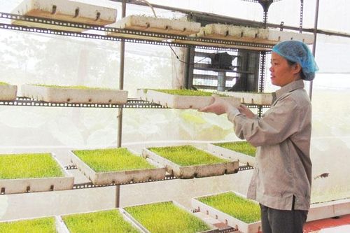 Nâng sức cạnh tranh cho sản phẩm OCOP