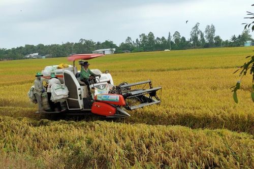 Hậu Giang: Lúa vụ 3 trúng mùa, được giá