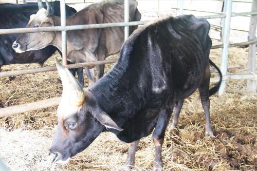 Trả đàn bò tót lai chỉ còn da bọc xương về rừng
