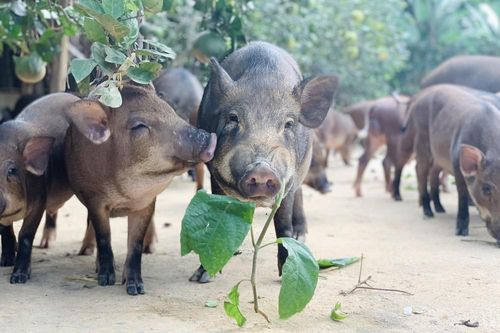 Ngắm đàn lợn rừng trăm con 'tiền tỷ' miền sơn cước