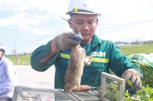 Mỗi ngày có hàng tạ chuột đồng ở Nghệ An vào các nhà hàng ở Hà Nội