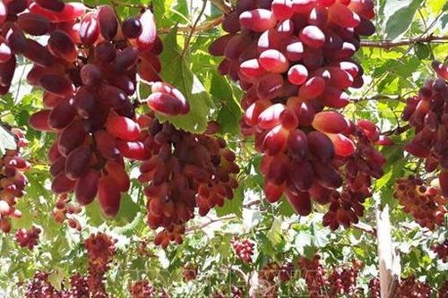 Tạo nhiều giống nho mới tăng khả năng cạnh tranh với nho nhập khẩu