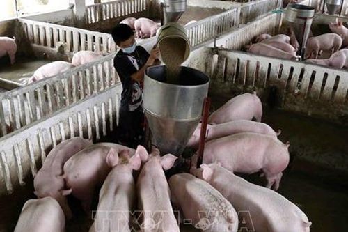 Phê duyệt Chiến lược phát triển chăn nuôi giai đoạn 2021-2030, tầm nhìn 2045