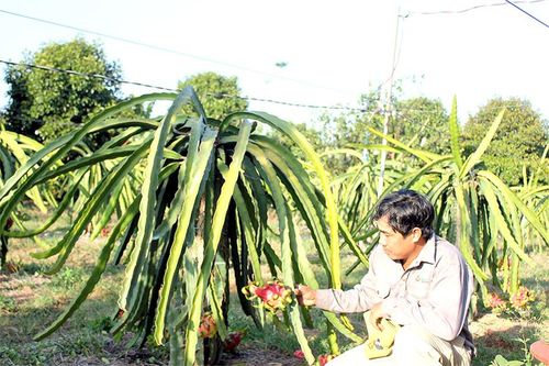 Xuân Lộc dồn sức xây dựng nông thôn mới kiểu mẫu