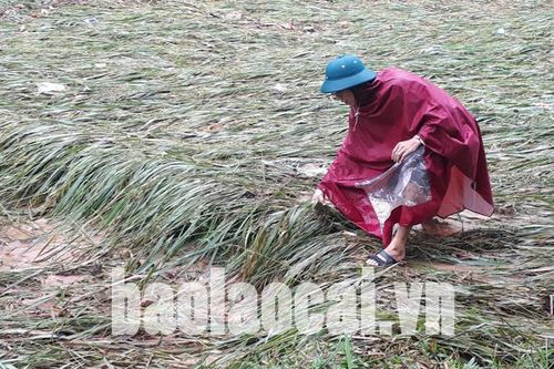 Người dân Bát Xát gồng mình khắc phục hậu quả mưa lũ