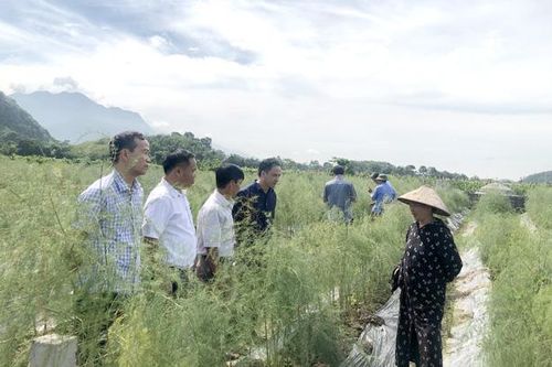 Mở rộng diện tích măng tây ở Thiện Kế