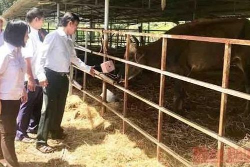 Bàn giao đàn bò tót lai quý hiếm cho Vườn quốc gia Phước Bình