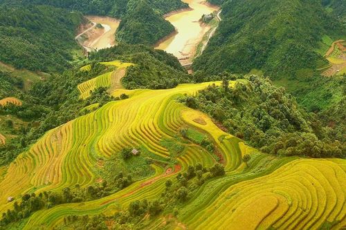Có thể bay trực thăng ngắm lúa ở Mù Cang Chải từ năm 2021