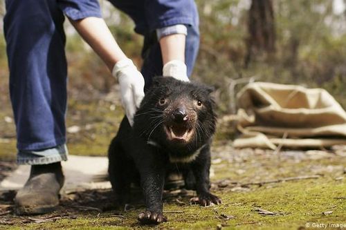 Sau 3.000 năm, Quỷ Tasmania được thả lại trên lục địa Australia