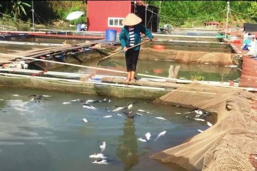 Hơn 40 tấn cá lồng chết do thủy điện Hòa Bình xả đáy
