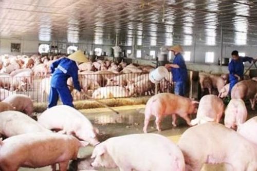 Đủ nguồn cung thịt heo cho cuối năm