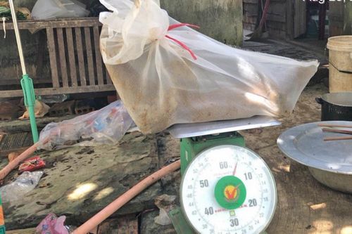 Vận chuyển 3 cá thể động vật rừng quý hiếm bị phạt gần 300 triệu đồng