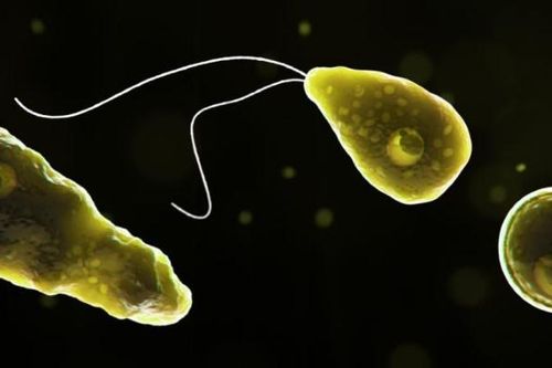 Amip 'ăn não' nguy hiểm thế nào?