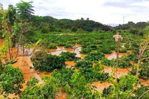 Tây Nguyên: Mưa lũ cuốn trôi người, nhấn chìm cầu và hàng trăm ha cây trồng