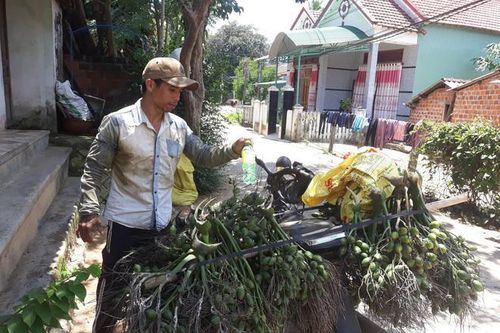 Cau tươi tăng giá 4 lần, nông dân sợ không dám bán
