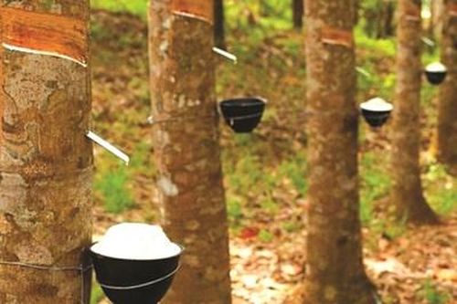 Kiến nghị điều tra 2 công ty có dấu hiệu mua bán hóa đơn, trốn thuế
