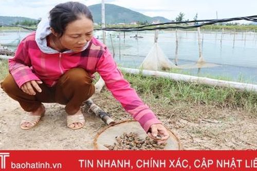 Vì sao người nuôi ốc hương Hà Tĩnh dần bỏ xứ Cồn Vạn?