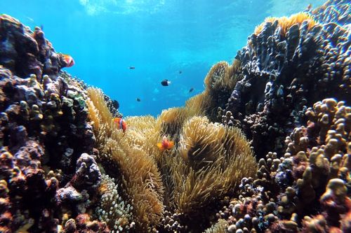 Indonesia xây công viên san hô khổng lồ tại Bali để hút khách du lịch