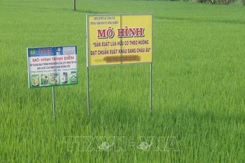 Trồng lúa hữu cơ xuất khẩu ở Gò Công Tây