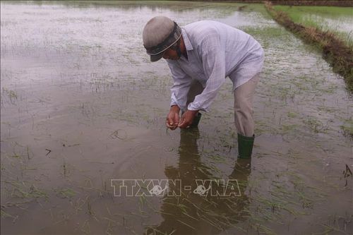 Mưa lớn, hàng trăm ha lúa vụ Mùa tại Bà Rịa - Vũng Tàu bị ngập nặng