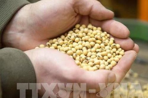 Argentina tạm thời giảm thuế xuất khẩu đậu tương
