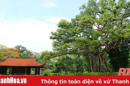 Cây di sản ở Lam Kinh