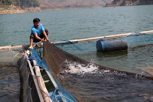 Phát triển thủy sản tương xứng với tiềm năng
