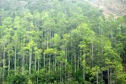 Trồng mới hơn 71ha rừng