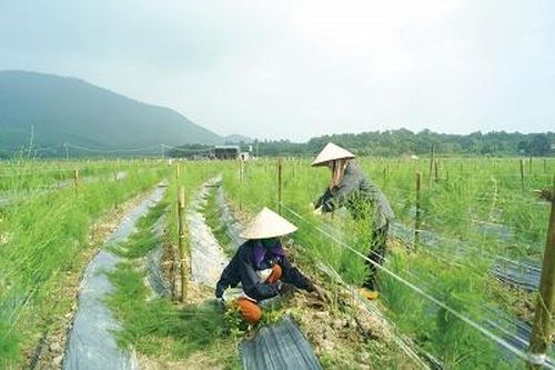 Vì nền nông nghiệp hiện đại, phát triển bền vững