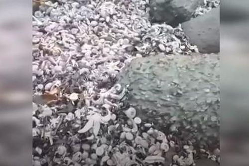 Clip hàng triệu sinh vật chết trắng bờ biển tại Nga nghi do ô nhiễm