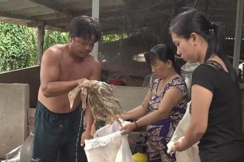 Hàng trăm con vịt của dân chết bất thường, nghi bị đầu độc