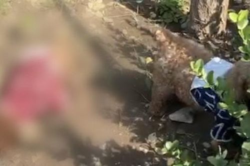 Hai mẹ con đang đi dạo thì thấy một chú chó qua đời bên đường, nhưng câu chuyện về con chó còn lại chứng kiến cảnh tượng này mới đau lòng