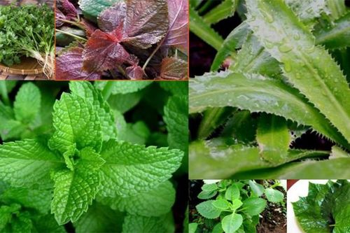 Những lưu ý có lợi cho sức khỏe khi ăn rau sống