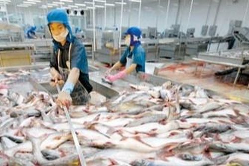 Cá tra 'Bắc tiến'