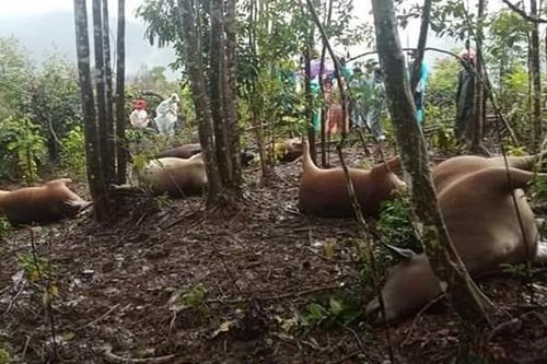 Sét đánh chết 7 con bò của một hộ dân Quảng Nam
